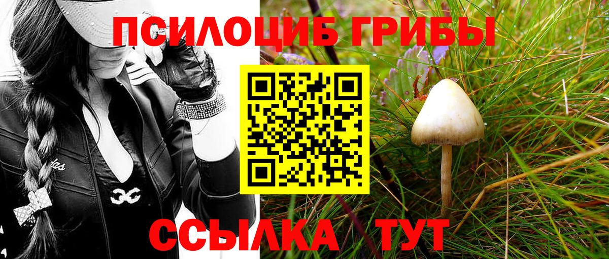 Псилоцибиновые грибы Psilocybe Брянск